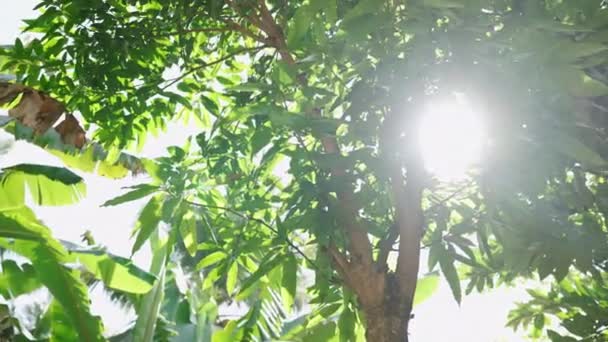 暖かい光が森を照らし 穏やかな背景を作り出しています 熱帯の葉を介して日光がフィルターし 活気に満ちた緑の葉を強調します 自然のシーケンス リラクゼーションビデオに最適な自然のシーン — ストック動画