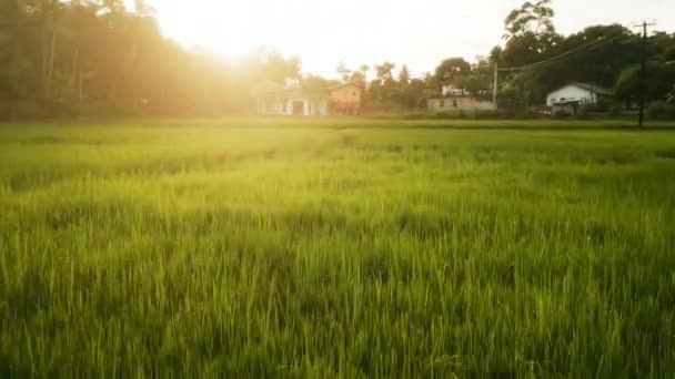 Záběry Záběrů Rýžového Zemědělství Zlaté Světlo Zelenou Úrodu Letecký Pohled — Stock video