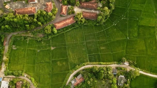 Des Images Aériennes Drones Élèvent Dessus Rizières Vertes Vibrantes Coucher — Video