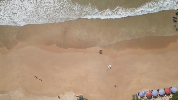 海の波でサーフィンボードで砂浜を散策するサーファーの空中トップビュー ドローンは海のサーフィンに沿ってボードを運んでいる2人以上を飛行します 上からの眺め 若い男性 セッション後の女性 — ストック動画