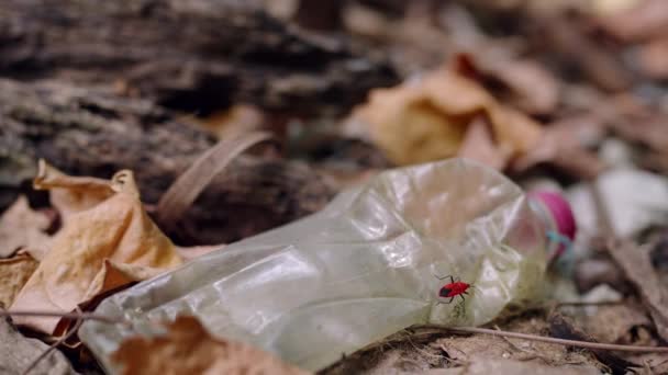 Hmyz Poustevníci Krabi Plastové Láhve Vrstvené Listí Vliv Znečištění Volně — Stock video
