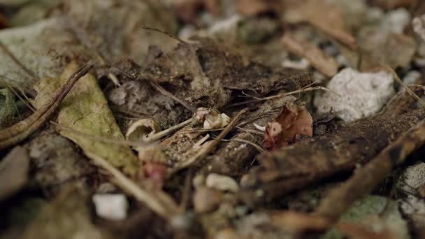 Närbild Skogsbotten Med Eremitkräftor Torra Blad Kvistar Naturligt Förfall Höst — Stockvideo