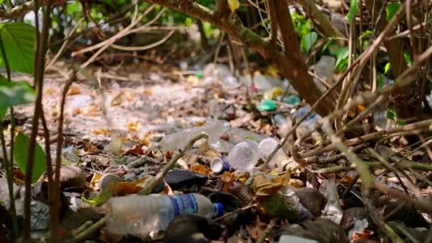 Απορρίμματα Μπουκαλιών Πλαστικά Απορρίμματα Ξύλου Ρύπανση Φυσικά Δασικά Ενδιαιτήματα Απορρίμματα — Αρχείο Βίντεο