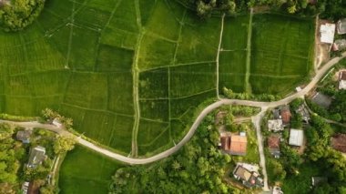 Güneş batarken yemyeşil pirinç tarlalarının havadan görünüşü, dolambaçlı bir yol, tropikal ağaçlar ve canlı tarım arazileriyle çevrili kırsal evler altın saat ışığını yansıtıyor.