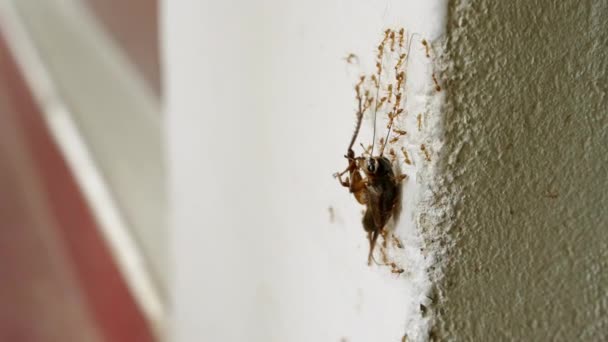 Ομάδα Μυρμηγκιών Σηκώνουν Κατσαρίδες Στον Κάθετο Τοίχο Εντόμων Συνεργασία Μεταφορά — Αρχείο Βίντεο