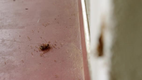 アンツのチームは壁にゴキブリを持ち上げ アリコロニーのチームワークに焦点を当て 床に死んだローチを輸送する 家庭での殺虫剤使用 ペストコントロールサービス 自宅での昆虫の問題 — ストック動画