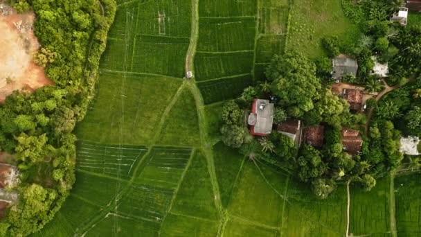 Perspective Highlights Agricultural Patterns Organic Farming Practices Aerial View Lush — Stock Video