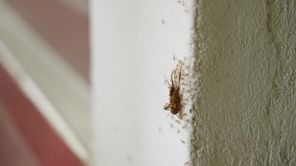 Kooperative Ameisen Schleppen Eine Kakerlake Eine Senkrechte Wandoberfläche Hinauf Teamwork — Stockvideo