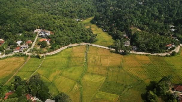 Paddy Landschaften Offenbaren Landwirtschaftliche Muster Der Nähe Von Ländlichen Dörfern — Stockvideo