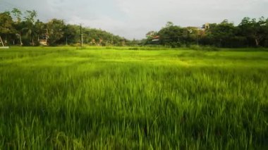 Pirinç ekinlerini altın saat ışığında gösteren insansız hava aracı görüntüleri canlı tarım, tarım manzarası ve sakin doğal manzara. Gün batımında yemyeşil çeltik tarlaları üzerinde hava manzarası.