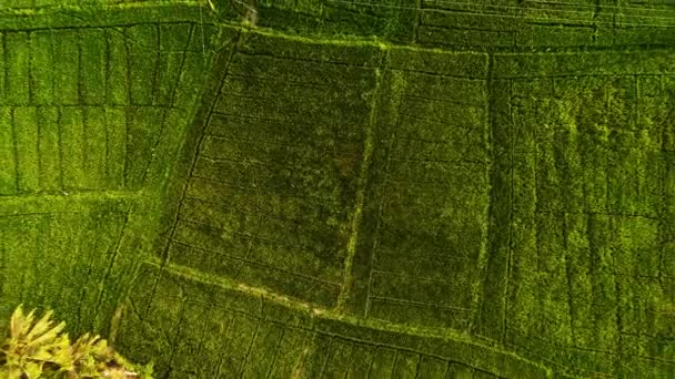 Verhoogd Zicht Weelderige Rijstvelden Duurzame Landbouw Agrolandschap Drone Vlucht Groene — Stockvideo