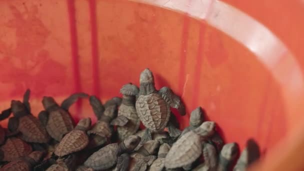 Νεογέννητα Ερπετά Προσπάθεια Διατήρησης Εξέλιξη Θαλάσσιες Χελώνες Πορτοκαλί Δοχείο Ετοιμάζονται — Αρχείο Βίντεο
