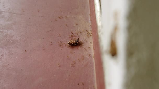 Equipo Hormigas Levanta Cucarachas Por Una Pared Enfoca Transición Trabajo — Vídeo de stock