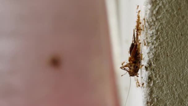 蚂蚁小组把蟑螂抬到墙上 把重点转移到蚂蚁群上 把死蟑螂运送到地板上 害虫防治技术在肮脏家庭中的应用 机器人技术中可耻的生物灵感 — 图库视频影像
