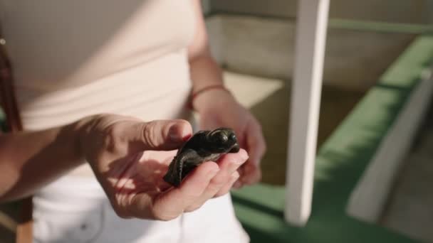 Tartaruga Marinha Bebê Mãos Femininas Incubatório Tartarugas Sri Lanka Mãos — Vídeo de Stock