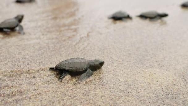 Los Reptiles Bebés Embarcan Viaje Supervivencia Moviéndose Instintivamente Hacia Mar — Vídeos de Stock