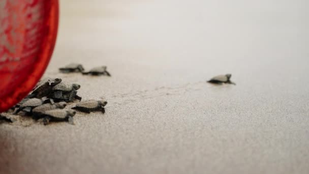 Hatchlings Ταξίδι Προς Νερό Ενστικτώδες Πρώτο Ταξίδι Μικρές Θαλάσσιες Χελώνες — Αρχείο Βίντεο