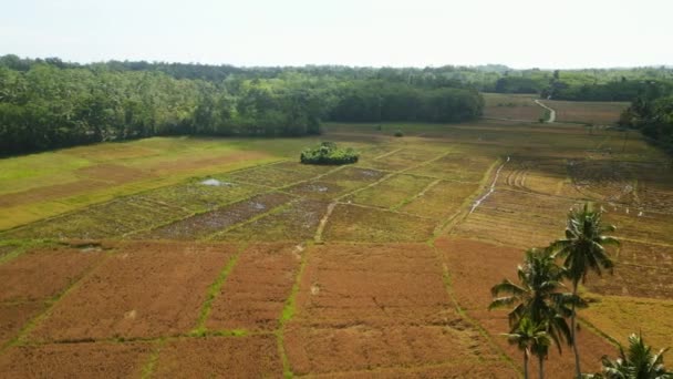 Almofadas Douradas Estendem Vegetação Destacando Fazenda Agricultura Imagens Aéreas Drones — Vídeo de Stock