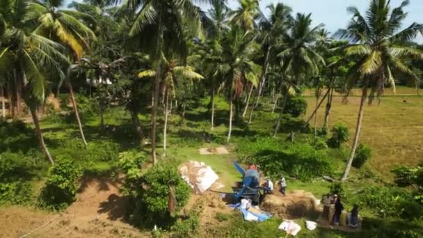2023 Mirissa Sri Lanka 在农村农田 手工耕作中 群体通过棕榈分离稻壳 斯里兰卡稻谷收获季节的空中无人机工人 成熟稻田的谷物脱粒机 — 图库视频影像