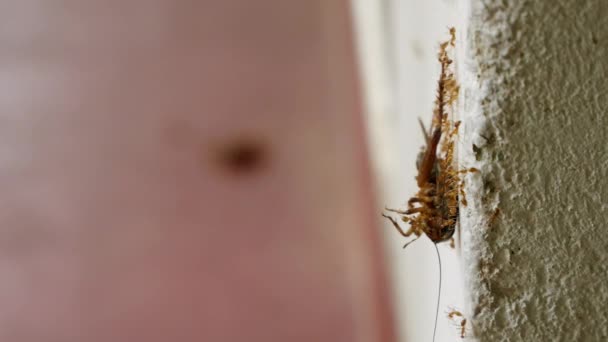 アンツのチームは壁にゴキブリを持ち上げ アリコロニーのチームワークに焦点を当て 床に死んだローチを輸送する 家庭での殺虫剤使用 ペストコントロールサービス 自宅での昆虫の問題 — ストック動画