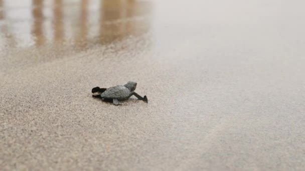 Новорожденные Рептилии Отправляются Путешествие Морю Крошечные Черепашки Взбираются Песчаный Пляж — стоковое видео