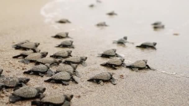 Tengeri Teknősök Versenyeznek Tengeri Életért Keltetőteknősök Elsüllyednek Óceán Felé Homokos — Stock videók