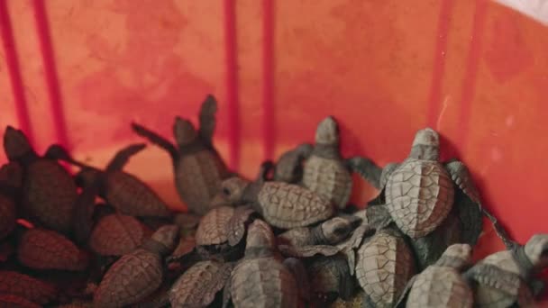 Младенцы Рептилии Собираются Святилище Готовясь Океанскому Путешествию Новорожденные Морские Черепахи — стоковое видео