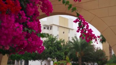 Canlı bougainvillea çiçekleri ile taş kemer aracılığıyla bakmak, dingin, tropikal tesis beyaz apartman, büyüleyici Akdeniz tarzı mimari ayarlama