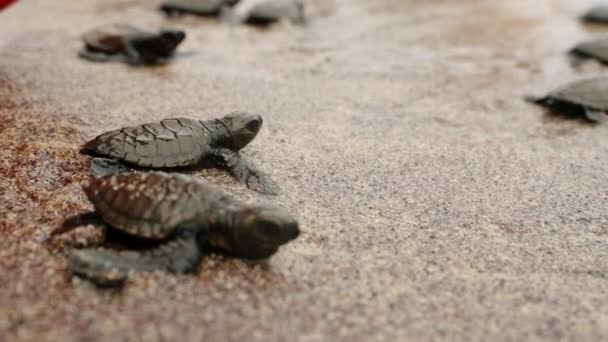 Младенцы Рептилии Отправляются Путь Выживания Инстинктивно Двигаясь Морю Критический Момент — стоковое видео