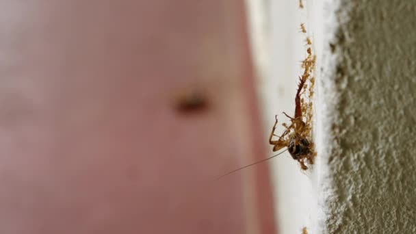 蚂蚁队把蟑螂抬到墙上 把重点转移到蚂蚁群上 把死蟑螂挪到地板上 宏观上 不明飞行物在家庭中的使用 虫害防治服务 家庭中的昆虫问题 — 图库视频影像