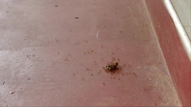 Sekvence Ilustruje Chování Hmyzu Taktiku Přežití Biologické Čištění Kolonie Mravenců — Stock video