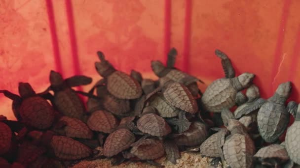 Conservationists Oversee Nestlings Sanctuary Aiding Survival Hatchling Sea Turtles Clamber — Stock Video