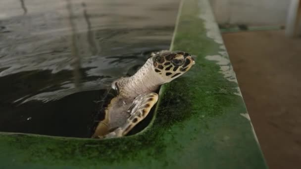 스리랑카의 부화장 수영장에서 거북이 사랑스러운 거북이는 관광객을위한 장소에서 수영장 밖으로 — 비디오