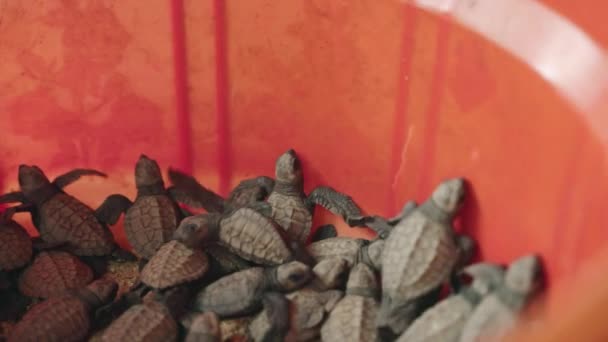 Conservation Efforts Aid Survival Cute Baby Animals Release Hatchling Turtles — Stock Video
