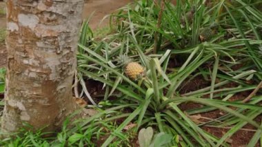Tarım işçileri Ananas güveci yetiştirir, toplar. Ananaslar toprak zengini tarlalarda yetişir, olgunlaşmış tropikal meyveler hasat için hazırdır. Çiftlik, ticari tarım ve taze ürün ihracatını ortaya çıkardı..