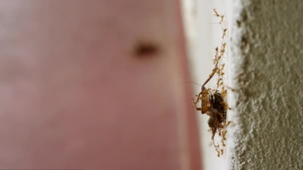 蚂蚁队把蟑螂抬到墙上 把重点转移到蚂蚁群上 把死蟑螂运送到地板上 不明飞行物在家庭中的使用 虫害防治服务 家庭中的昆虫问题 — 图库视频影像