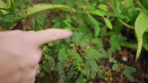 Biologe Untersucht Die Reaktion Der Pflanzen Lehrdemo Gewächshaus Der Mensch — Stockvideo
