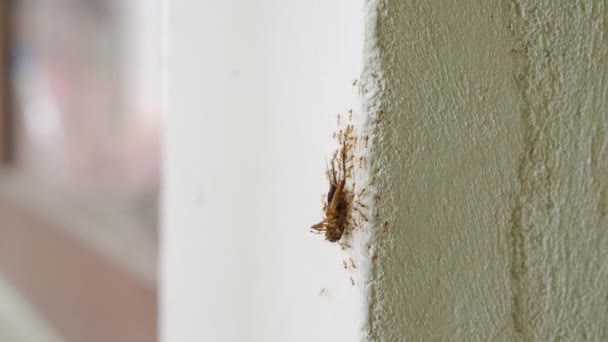 Las Hormigas Coordinadas Transportan Cucarachas Por Superficie Vertical Pared Fuerza — Vídeos de Stock