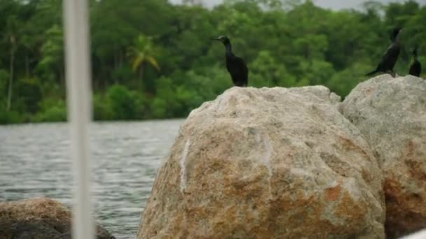 Kuşlar Suya Bakar Yemyeşil Habitatta Kanatlar Çırpınır Tekne Safarisi Sırasında — Stok video