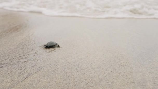 Newborn Reptiles Scramble Ocean Instinctive First Swim Hatchling Sea Turtles — Stock Video