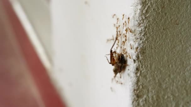 Kooperative Ameisen Siedeln Kakerlaken Steil Teamfähigkeit Der Insekten Einheit Der — Stockvideo
