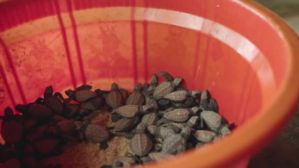 孵化器在养护工程中相互攀爬 红色容器中的海龟宝宝准备放生 濒危物种保护 海岸志愿者的野生动物保护工作 — 图库视频影像