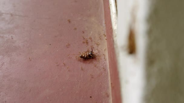 蚂蚁队把蟑螂抬到墙上 把重点转移到蚂蚁群上 把死蟑螂挪到地板上 宏观上 不明飞行物在家庭中的使用 虫害防治服务 家庭中的昆虫问题 — 图库视频影像
