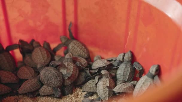 Tiny Newborns Prepare Ocean Journey Conservationists Assist Hatchling Sea Turtles — Stock Video