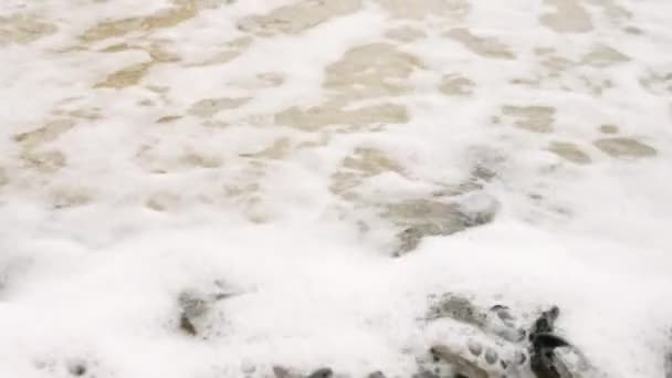 Κύματα Ξεπλένουν Μικροσκοπικά Χελωνάκια Στον Ωκεανό Μικρά Χελωνάκια Εκκολάπτονται Πάνω — Αρχείο Βίντεο