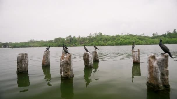 Birds Rest Natural Habitat Tranquil Eco Tour Scene Cormorants Perch — Stock Video