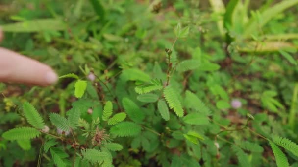 Mimosa Pudica Mostrar Movimiento Thigmonastic Comportamiento Naturaleza Cautiva Los Espectadores — Vídeos de Stock