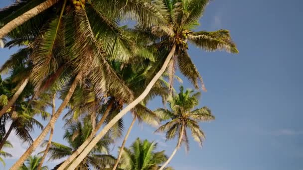Marcos Paisaje Tropical Lugar Vacaciones Sereno Las Palmeras Balancean Suave — Vídeos de Stock