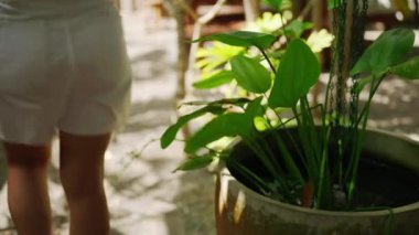 Dışarıdaki büyük yeşil saksı bitkisine yaklaşan dişi ayaklar, patikadaki ağaçların gölgeleri. Güneşli bir günde sokakta, tropik yeşil çiçeğin yanında yürüyen genç kadın bacakları. Turistler tatilde yürümekten hoşlanır..
