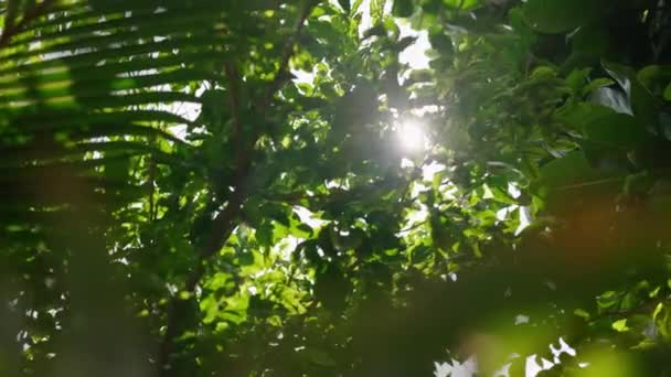 햇빛에 플레어와 이국적인 신선한 자연입니다 식물과 신선한 야자수 — 비디오